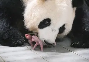 에버랜드 쌍둥이 아기 판다 탄생 장면 美 타임지 '올해의 100대 사진' 선정