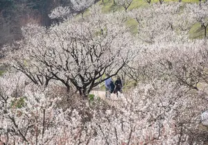 에버랜드, 매화 테마정원 '하늘정원길' 15일 오픈