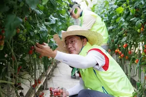 이석용 농협은행장, 파주농가서 구슬땀..전사적 일손돕기