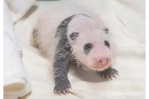 생후 3주 애버랜드 '막둥이' 아기 판다... 눈·귀·어깨 검은 무늬 확연