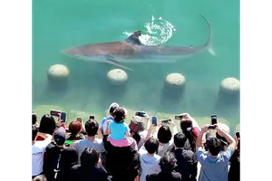 '부캉이' 볼 때는 죠스바가 제격..고래밥도 매출 늘어