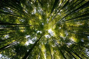 [기획] 도시를 자연과 연결하는 스마트한 방법①