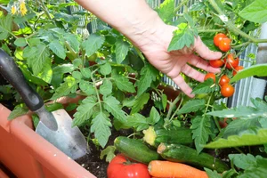 서울시, 도시농부 100만 시대 연다