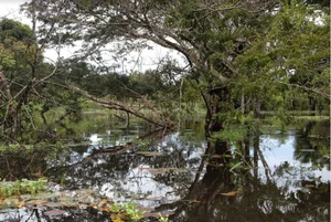 [스투/리포트] 열대우림 회복력 떨어지는 아마존…한계점이 다가온다