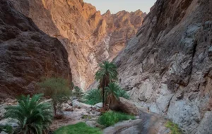 사우디 스마트시티 네옴, 1억 그루 나무심기 프로젝트 시동