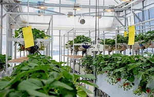 ETRI, 도시형 '디지털트윈 농장' 선보인다