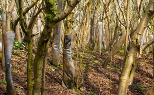[스투/포커스] 전 세계 36개국에서 나무 면적 순증…“쾌적하고 푸른 도시 조성”