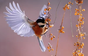 [스투/리포트] 생태계를 지탱하는 조류가 사라진다면…미국의 조류 절반 이상 개체 감소