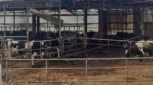 '가축 분뇨를 난방에너지원으로'..경북도 BM등록