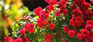 세종시, '붉은장미의고장' 소피아市와 협약