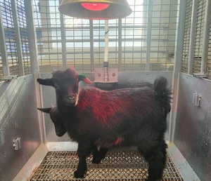 새끼염소 집중관리로 농가소득 높여요..보양식 인기'↑'