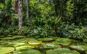 [스투/리포트] 지구의 산소탱크 아마존, 벌채와 채굴 멈출까…룰라에 거는 기대
