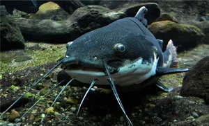 해양 생물의 빠른 복원력…“'대멸종' 이후 생태계 신속 회복” [스투/리포트]