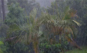 열대우림이 꼭 필요한 5대 환경적 혜택, 뭐길래(?)