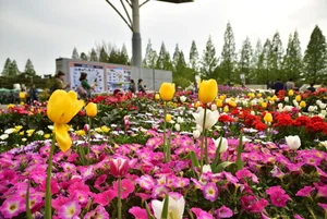 코로나에도 세계 꽃 수요 증가..글로벌꽃수출 30% 늘어