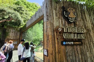 우리은행, 에버랜드와 손잡고 '한국 호랑이' 후원