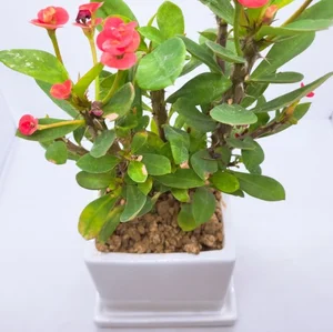 서울시, 이태원서 위로·치유돕는 반려식물 나눔행사