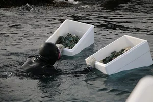 울산 앞바다에 '애기 전복' 방류..어업경제 활성화 