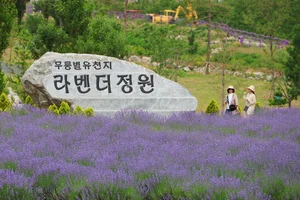 석회석 채굴장이 라벤다정원으로 재탄생