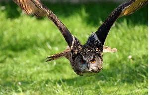 공기 센서로 생물 DNA 수집…“야생 동물 추적 혁명 일으킬 수도” [스투/리포트]