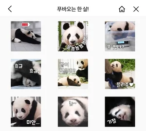 '중국에 반환된다고?' 판다 ‘푸바오', 아쉬움에 이모티콘‧굿즈 판매량 급증