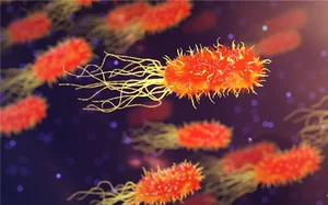 장내 미생물 감소, 서구화된 식생활 탓