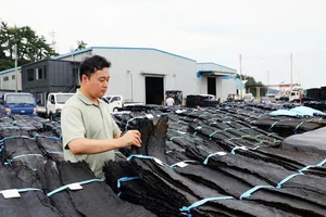 농심, 햇다시마 355톤 구매...42년째 완도와 상생