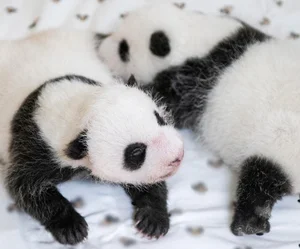 에버랜드, 쌍둥이 판다 이름 공모