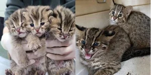 현대모비스가 10년간 가꾼 숲엔 맹수가 산다