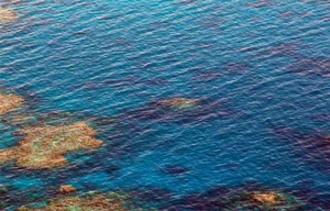 폭염이 산호초 아름다운 빛깔 빼앗다..'백화현상'