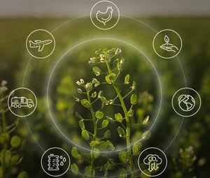 커버크레스, 잡초 말냉이를 원료로 항공기 제트 엔진 연료 생산