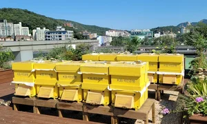 KB국민은행, 서대문구 'K-Bee 도시양봉장’ 3호 개장