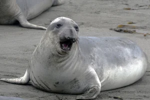 바다표범이 남극 해저 지도를 만든다(?)