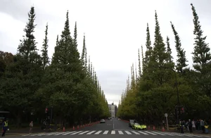 '길거리 단풍 왜 푸른가했더니'..봄·가을 점점 짧아져