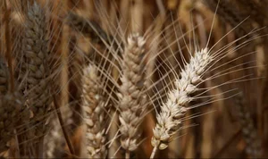 [COP28]기후변화의 새조류…새로운 식량 생산 모델 개발