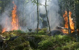 산불로 인한 이산화탄소 배출량 매년 339억 톤..해결책은?