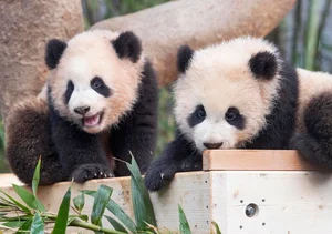 에버랜드 쌍둥이 판다 '루이바오∙후이바오' 공개 일주일