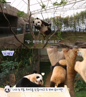 에버랜드, 엄마·아빠 판다 시점 영상 조회수 100만 돌파