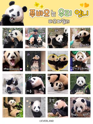 푸바오 이모티콘 4탄 '푸바오는 우리 언니' 또 1위