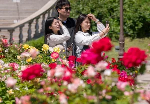 에버랜드, 장미축제 '가든패스' 출시