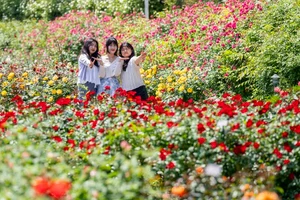 에버랜드 장미축제에 열흘간 25만명 입장