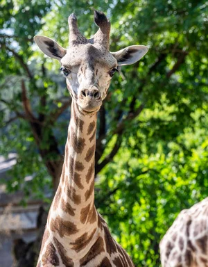 에버랜드 아기 기린 '마루' 돌잔치 열렸다