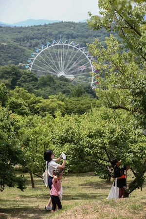 에버랜드, 하늘정원길 '매실따기 체험' 첫선