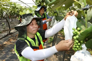 NH투자증권, ‘범농협 한마음 농촌일손 지원의 날’ 농촌 일손돕기 