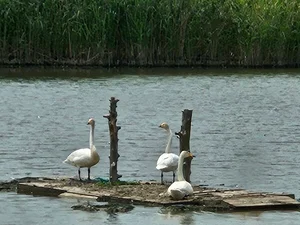 에버랜드, 큰고니 가족 야생 방사 프로젝트 추진