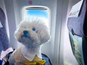 LGU+ 포동, 반려견 전용기 또 띄운다