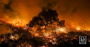 '괌 악몽' DB손보, 美 LA 산불 보상 우려로 주가 '뚝'