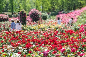 에버랜드, 장미축제 40주년 개막