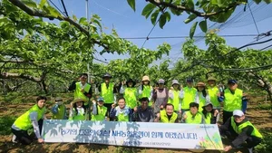 NH농협은행, 배 농가서 농촌일손돕기 실시