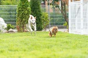 양산펜션 연희재, 파티룸과 애견동반 가능한 풀빌라 오픈